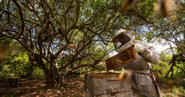 Mining activities threaten honey production in the Caatinga biome